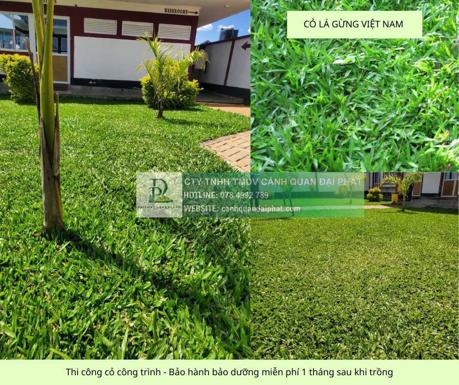 Trồng cỏ dự án Khu công nghiệp Đồng Nai - Bảo hành 1 tháng